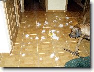 Rhodesian Ridgeback
