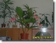 Medinilla magnifica