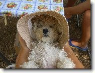Bichon  poil fris, Bichon Frise
