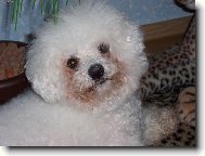 Bichon  poil fris, Bichon Frise
