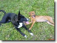 Rhodesian Ridgeback