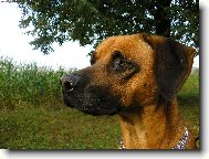Rhodesian Ridgeback