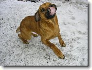 Rhodesian Ridgeback