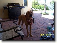 Rhodesian Ridgeback