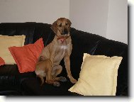 Rhodesian Ridgeback