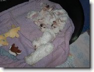 Bichon  poil fris, Bichon Frise