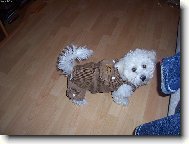 Bichon  poil fris, Bichon Frise