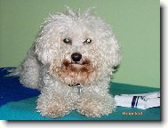 Bichon  poil fris, Bichon Frise