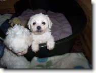 Bichon  poil fris, Bichon Frise