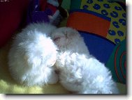 Bichon  poil fris, Bichon Frise