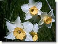 Narcissus