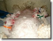Bichon  poil fris, Bichon Frise