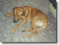Rhodesian Ridgeback