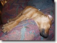 Rhodesian Ridgeback
