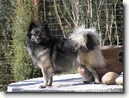 Deutscher spitz - Mittelspitz, German Spitz  Medium size Spitz