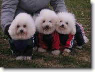 Bichon  poil fris, Bichon Frise
