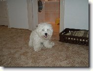 Bichon  poil fris, Bichon Frise