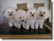 Bichon  poil fris, Bichon Frise