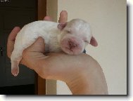 Bichon  poil fris, Bichon Frise