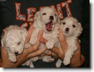 Bichon  poil fris, Bichon Frise