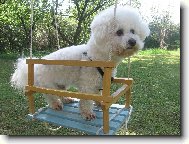 Bichon  poil fris, Bichon Frise