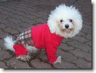 Bichon  poil fris, Bichon Frise