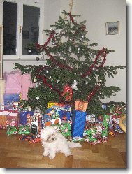 Bichon  poil fris, Bichon Frise