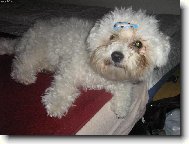Bichon  poil fris, Bichon Frise