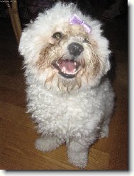 Bichon  poil fris, Bichon Frise
