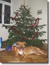 American Staffordshire Terrier