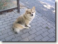 Deutscher spitz - Mittelspitz, German Spitz  Medium size Spitz