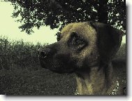 Rhodesian Ridgeback