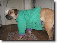 Rhodesian Ridgeback