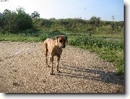 Rhodesian Ridgeback