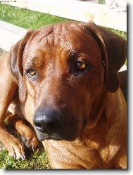 Rhodesian Ridgeback