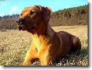 Rhodesian Ridgeback