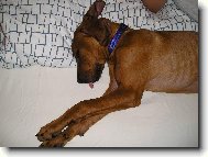 Rhodesian Ridgeback