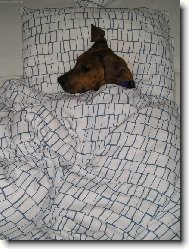 Rhodesian Ridgeback