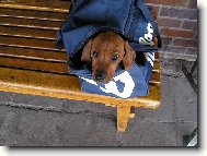 Rhodesian Ridgeback