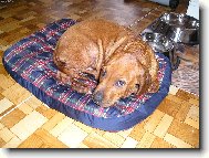 Rhodesian Ridgeback