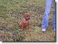 Rhodesian Ridgeback