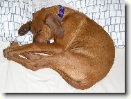 Rhodesian Ridgeback