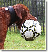 Rvidszr Magyar Vizsla, Hungarian Short-haired Pointing Dog