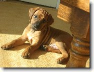 Rhodesian Ridgeback