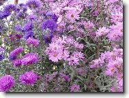 Chryzanthemum