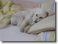 Bichon  poil fris, Bichon Frise