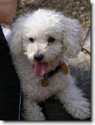 Bichon  poil fris, Bichon Frise