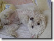 Bichon  poil fris, Bichon Frise