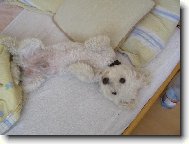 Bichon  poil fris, Bichon Frise