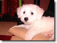 Bichon  poil fris, Bichon Frise